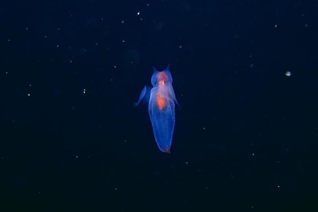 天使のクリオネ