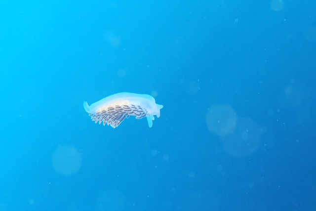 水中を泳ぐウミウシ