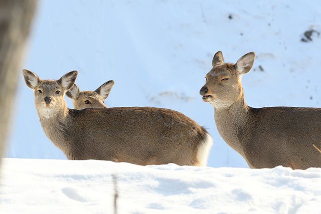 シカには高確率で出会うことができます。