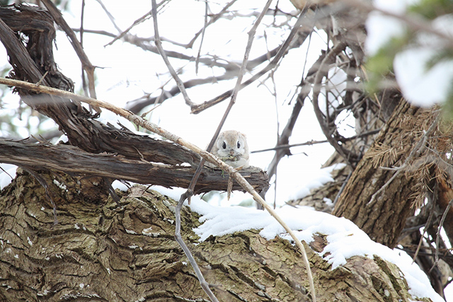 モモンガはラッキー！出会うのは珍しいようです。