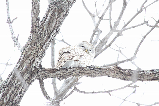 まさかフクロウにまで会えるなんて！