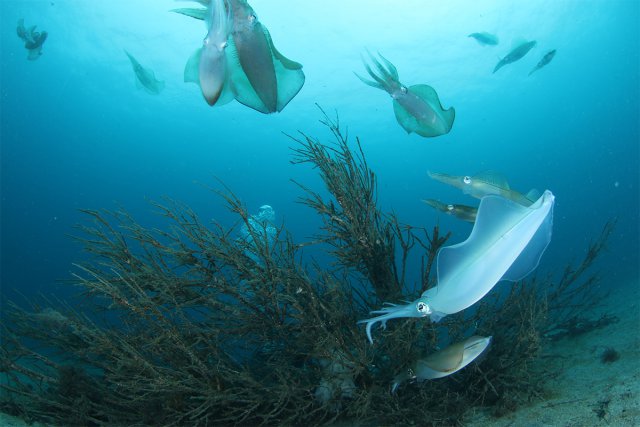 アオリイカ産卵