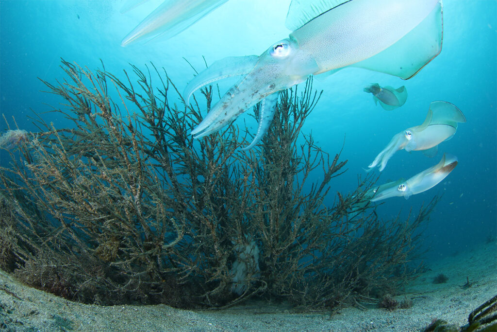 大迫力のアオリイカ