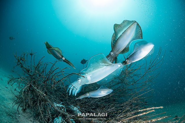産卵床に産みに来ます。