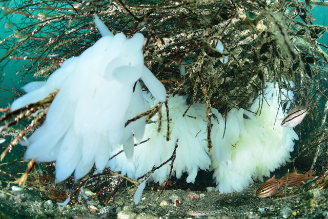 真っ白なアオリイカの卵