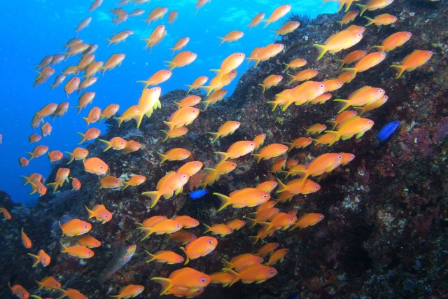 キンギョハナダイの群れ
