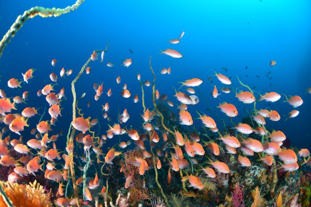 サクラダイの雌