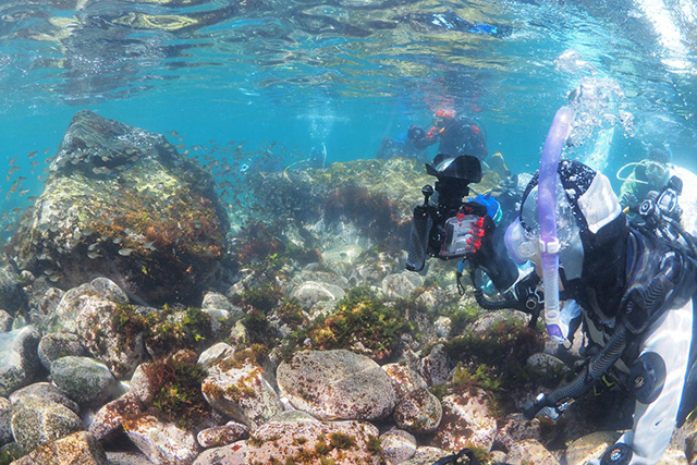 浅場での撮影にもチャレンジ