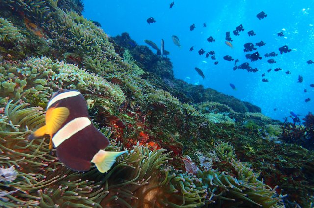 クマノミとミツボシクロスズメダイ