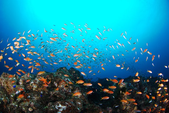 キンギョハナダイの群れ