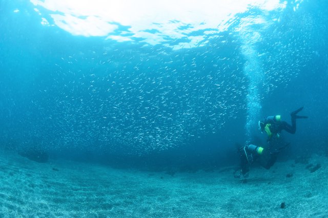 砂地ダイバーと群れ