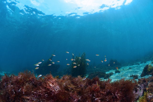 エントリー口の光と魚