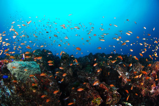 キンギョハナダイの群れ