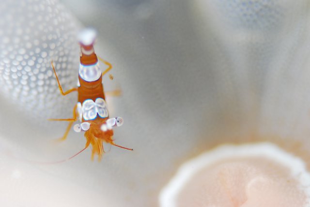 イソギンチャクモエビ