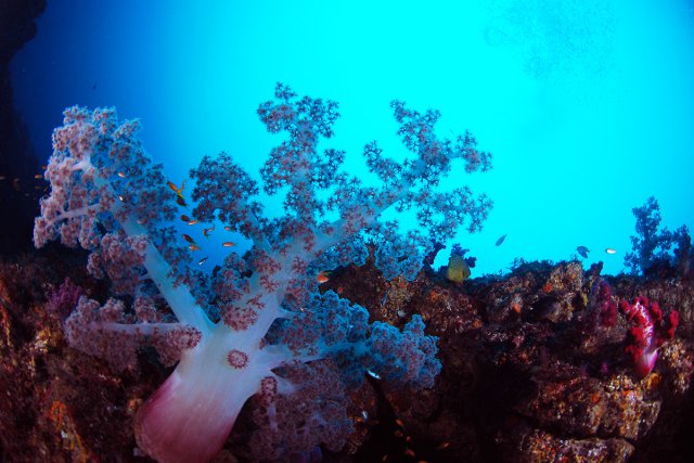 ソフトコーラル