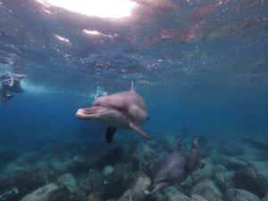 御蔵島&emsp;'25/5/14〜16&emsp;松本
