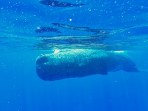 沖縄本島 サンゴ移植 | パパラギダイビングスクールでダイビング