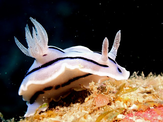 ウミウシ部門
