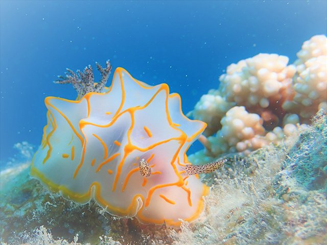 ウミウシ部門
