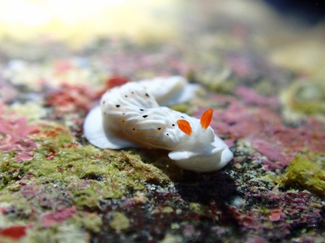 ウミウシ部門
